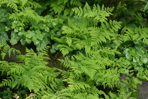 Five native ferns for the shade garden