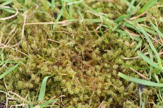 Dealing with moss problems in lawns