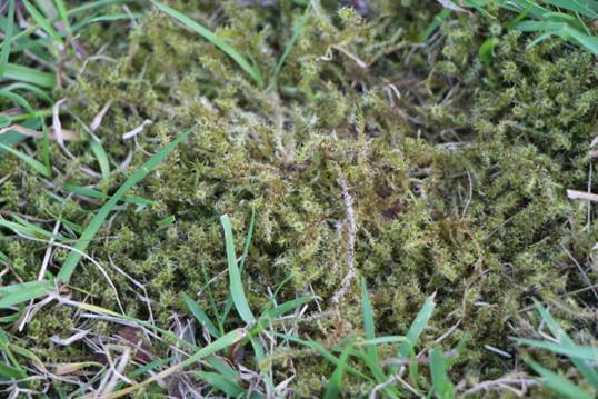 Managing moss in the lawn