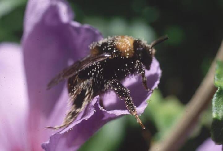 Help save our pollinators!