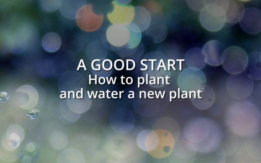 A good start: How to plant and water a new plant