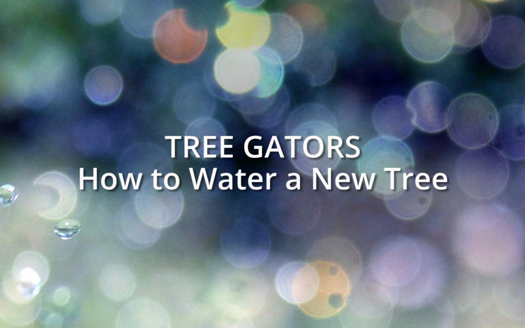 Tree Gators: How to water a new tree