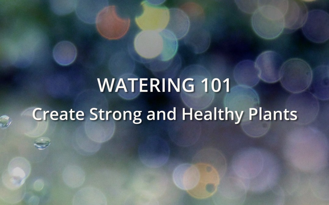 Watering 101: Create strong and healthy plants
