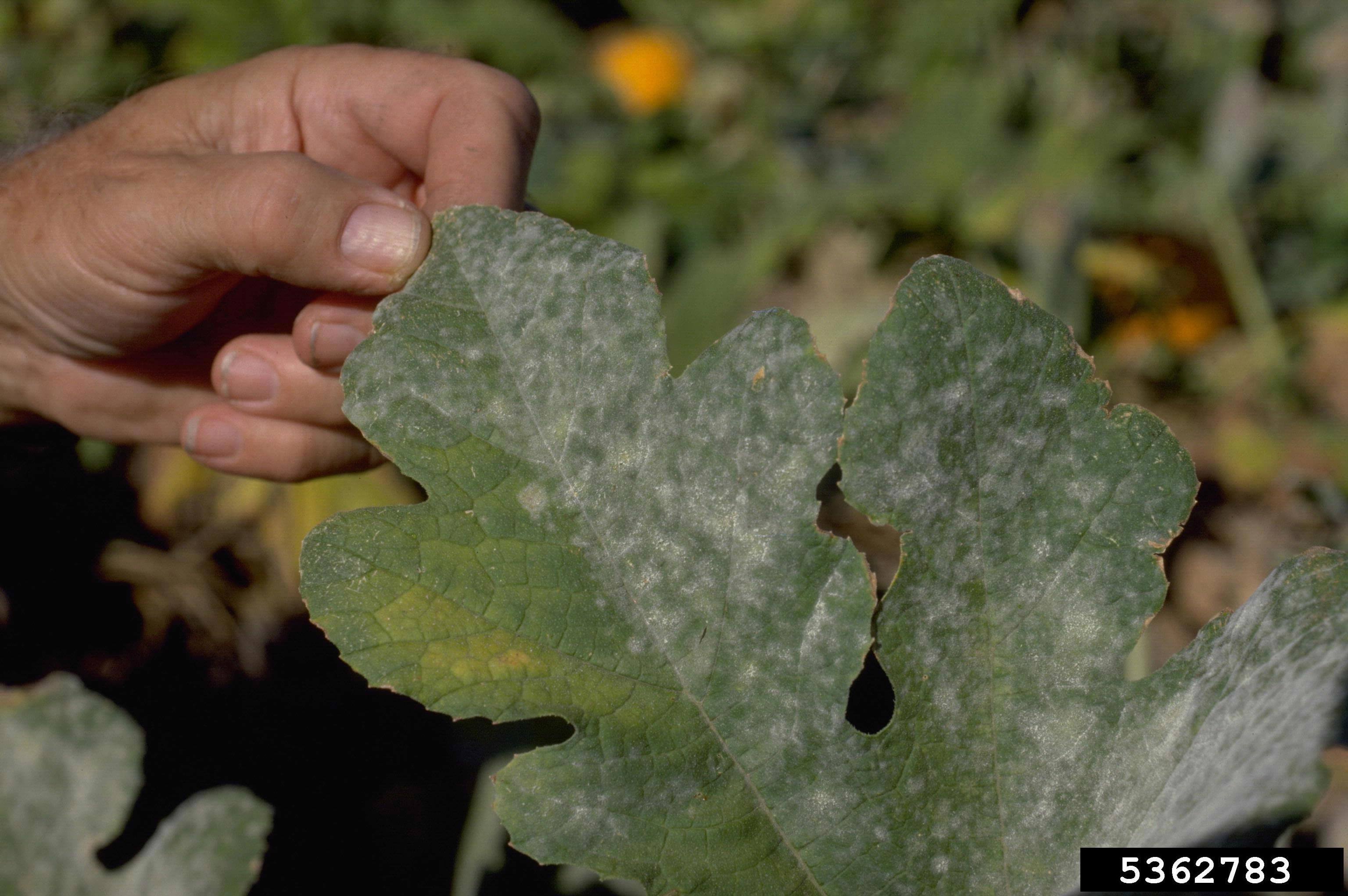 dealing-with-powdery-mildew-in-harmony-sustainable-landscapes