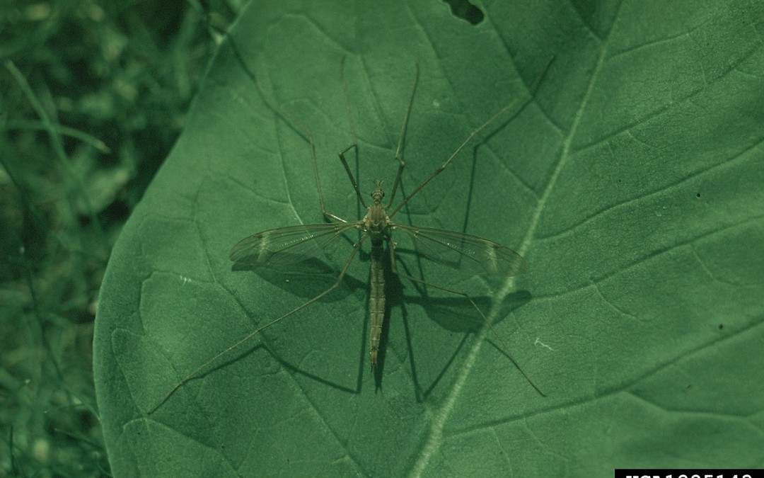 Crane flies are back!