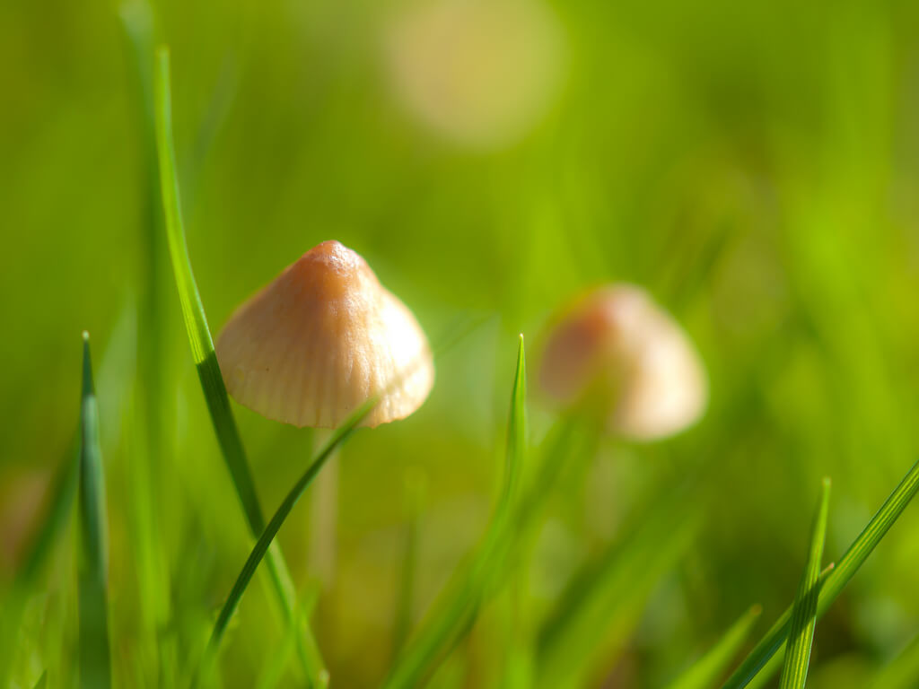 Mushrooms In Your Lawn In Harmony