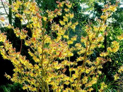 Hamamemlis x intermedia 'Arnold Promise.' Great Plant Picks photo.