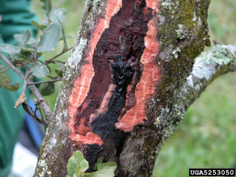 Sudden oak death symptoms in trunk. Joseph O'Brien, USDA Forest Service, Bugwood.org.