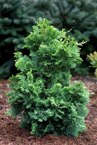 Small Evergreens Add Texture To Your, Dwarf Evergreen For Landscaping