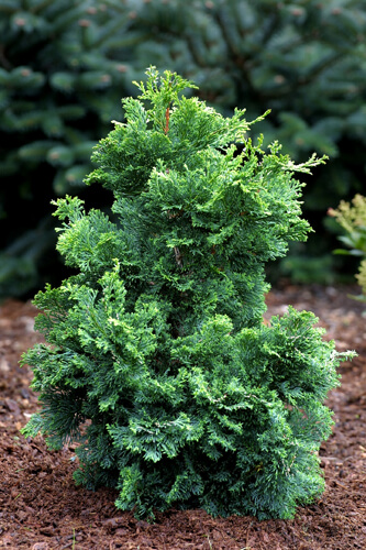 Small evergreens add texture to your landscape