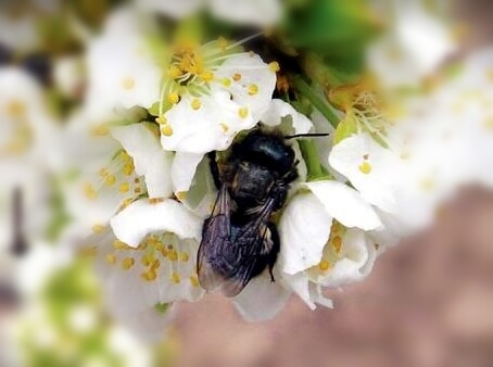 Mason bees 