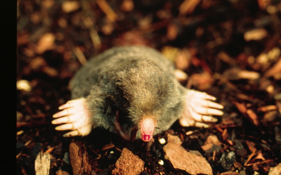 Managing moles in your yard