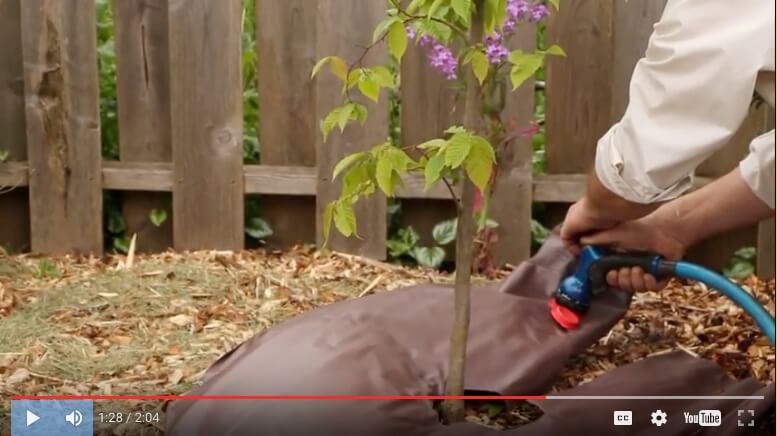 How to water a newly planted tree