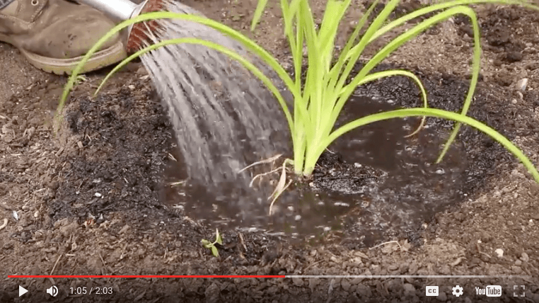 How to plant and water new plants