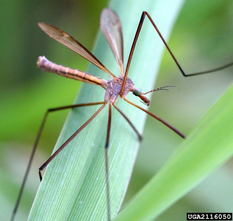 Managing Crane Flies • In Harmony Sustainable Landscapes