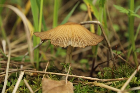 Many common mushrooms are beneficial. 