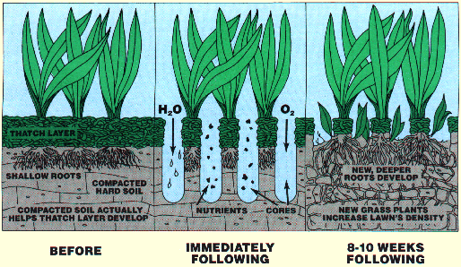 Aerate and overseed now for a healthy lawn