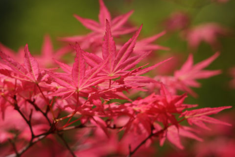 Acer palmatum 'Shindeshojo' is one of several recommended plants for early season color. In Harmony Sustainable Landscapes. 