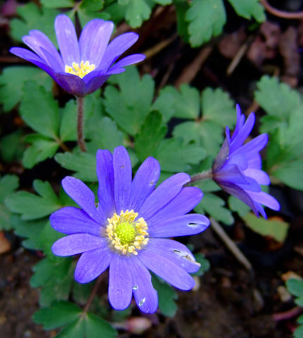 Anemone blanda is one of several recommended plants for early season color. In Harmony Sustainable Landscapes. 