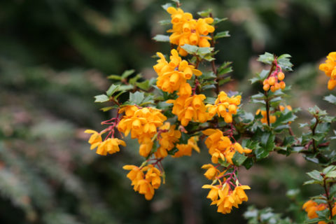Berberis darwinii is one of several recommended plants for early season color. In Harmony Sustainable Landscapes. 