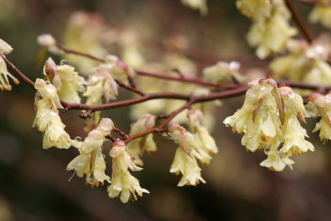 Corylopsis pauciflora is one of several recommended plants for early season color. In Harmony Sustainable Landscapes. 
