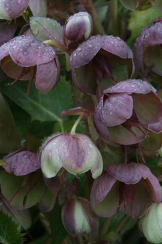 Helleborus x sternii is one of several recommended plants for early season color. In Harmony Sustainable Landscapes. 