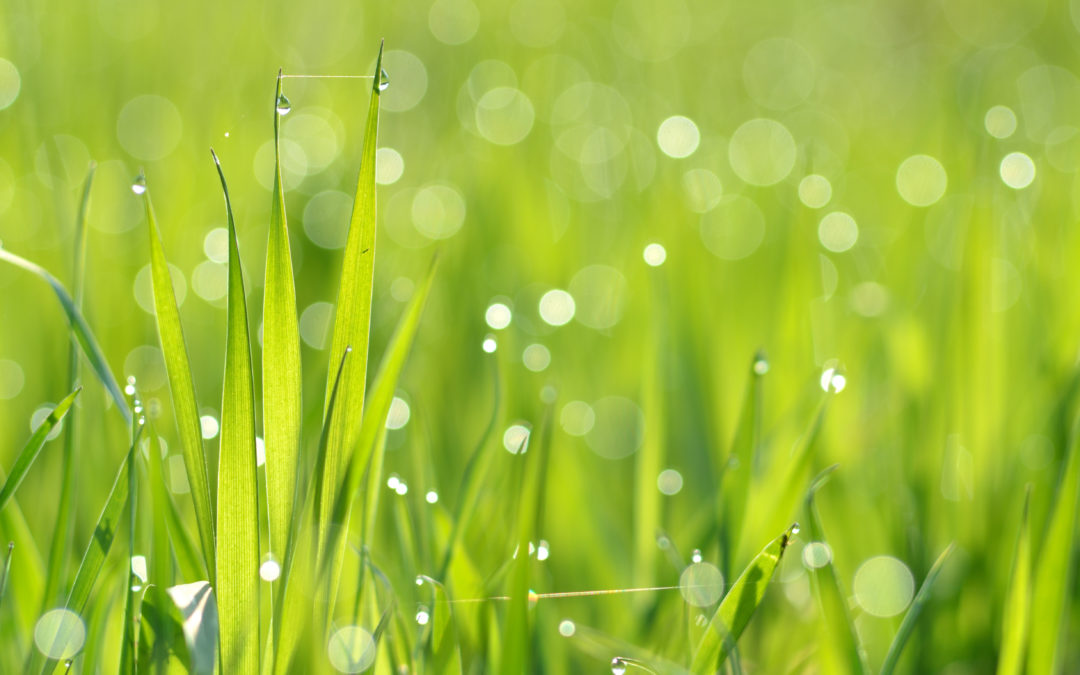 Spring mowing tips to keep your lawn healthy