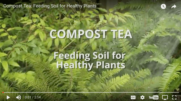 Compost tea has great garden benefits