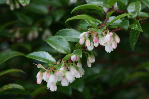 Help protect water quality by choosing native plants such as evergreen huckleberry.