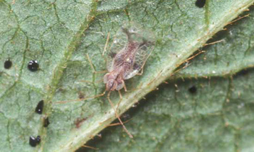 Lace bugs in your garden