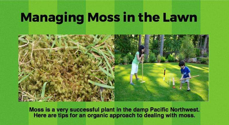 Tips for managing moss in lawns