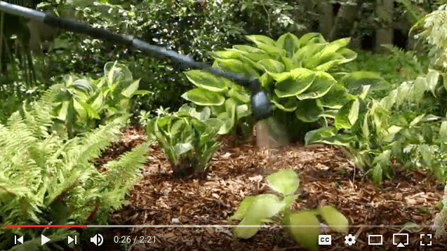 Watering properly leads to healthier plants--In Harmony Sustainable Landscapes