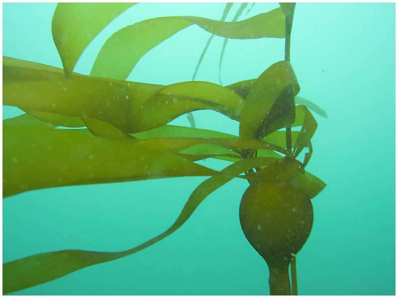 Sea kelp contains valuable nutrients for garden soil. In Harmony Sustainable Landscapes