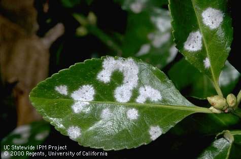 Powdery mildew. In Harmony Sustainable Landscapes.
