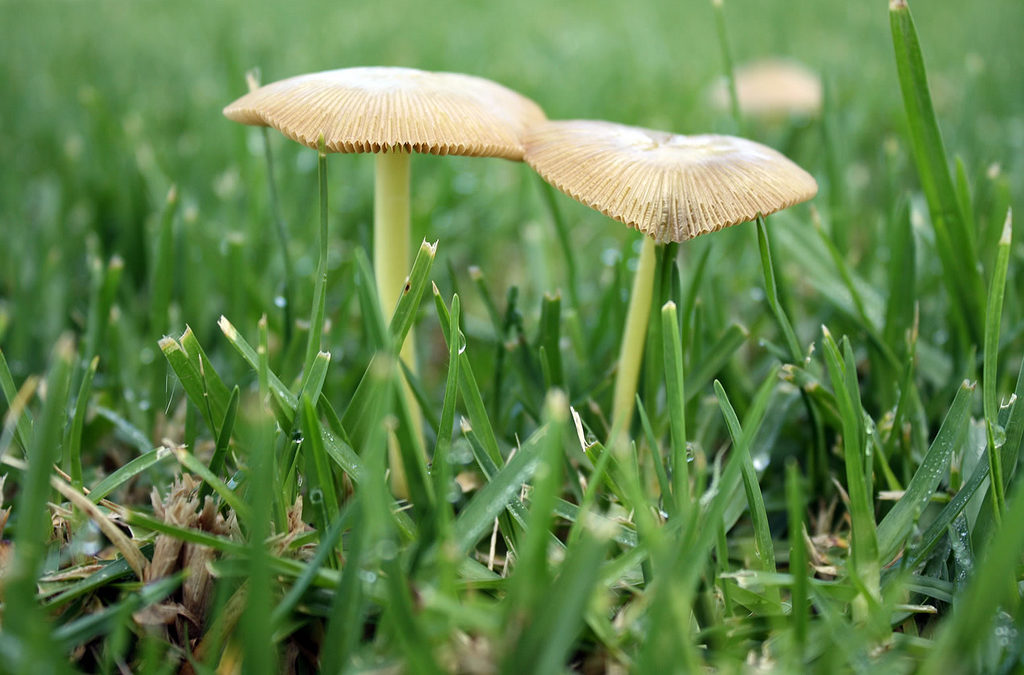 Mushrooms sprouting in lawn or garden?