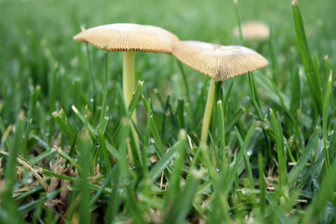 Mushrooms in lawn--In Harmony Sustainable Landscapes