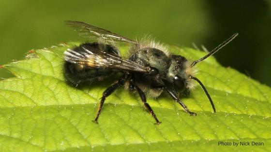 Bring in mason bees for more fruits and flowers