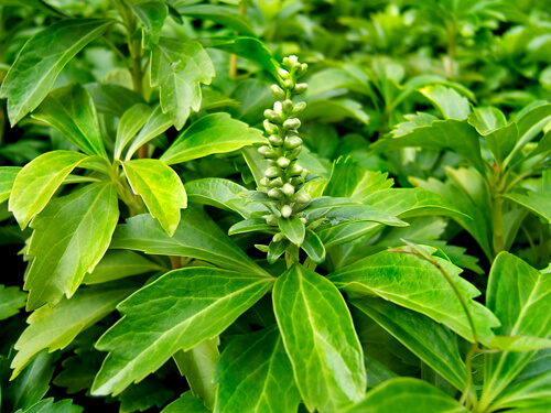 Pachysandra terminalis, tough groundcover. In Harmony Sustainable Landscapes.