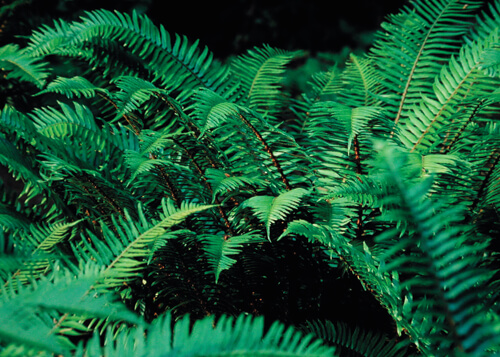 Ferns are versatile groundcovers. In Harmony Sustainable Landscapes.