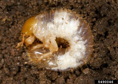 European chafer beetle larva. In Harmony Sustainable Landscapes