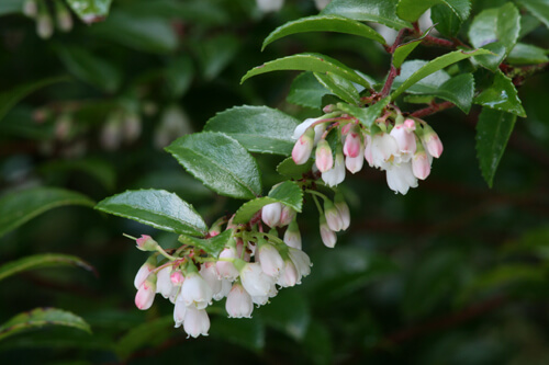Evergreen huckleberry is drought-tolerant and lovely in every season. In Harmony Sustainable Landscapes 