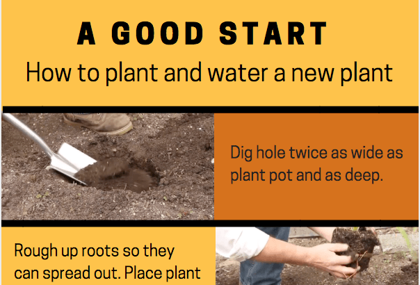 Give your plant a good start: how to plant and water it