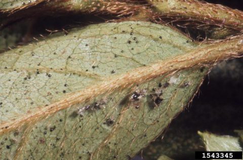 Azalea lace bugs can ruin the appearance of rhododendrons and azaleas. Jim Baker, North Carolina State University, Bugwood.org. In Harmony Sustainable Landscapes. 