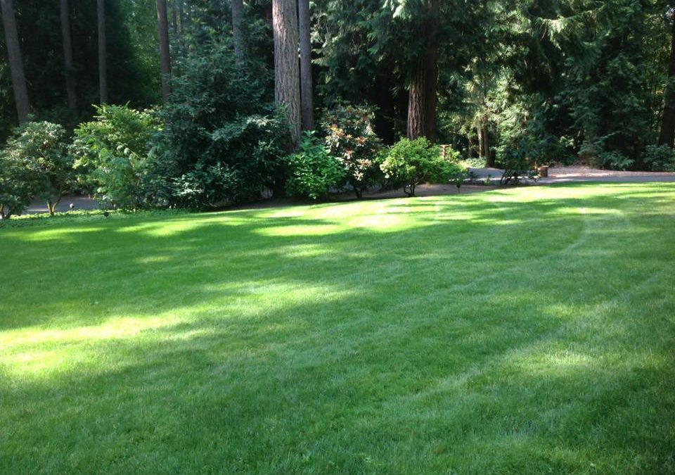 Improving your lawn’s environmental impact