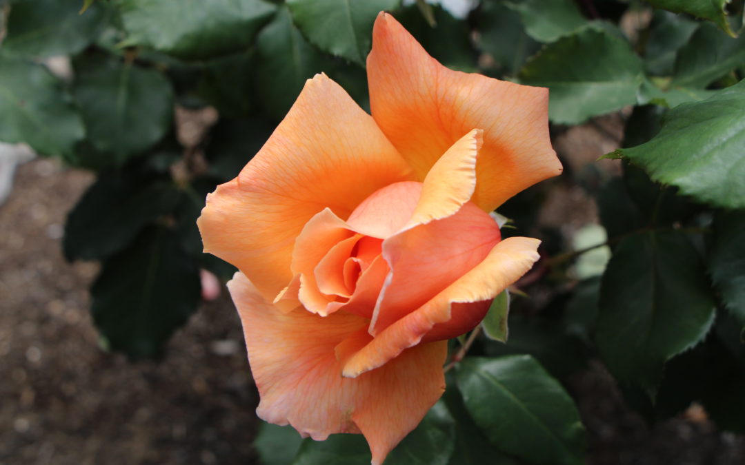 Tips for growing roses in western Washington