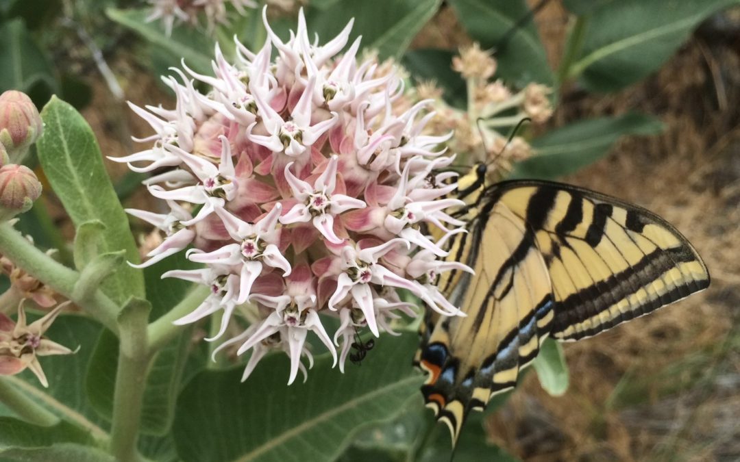 Pollinator Week: plants that attract butterflies