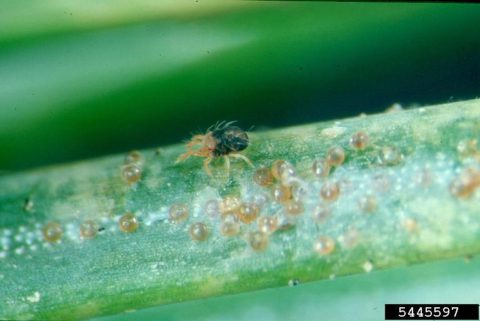Strong water sprays and managing drought stress are key to managing spider mites. In Harmony Sustainable Landscapes. 