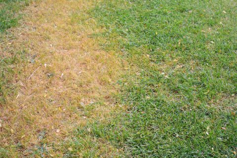 Did part of your lawn die out this summer? Fall is the time to bring it back to health. In Harmony Sustainable Landscapes