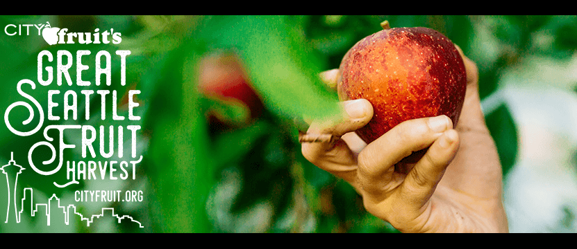 Join the Great Seattle Fruit Harvest