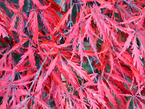 This red lace-leaf Japanese maple (Acer palmatum tamukeyama) holds its burgundy-red foliage color though the summer. In Harmony Sustainable Landscapes